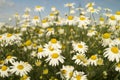 White daisywheels on background blue sky Royalty Free Stock Photo